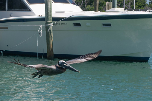A gliding Pelican in the Florida Keys.