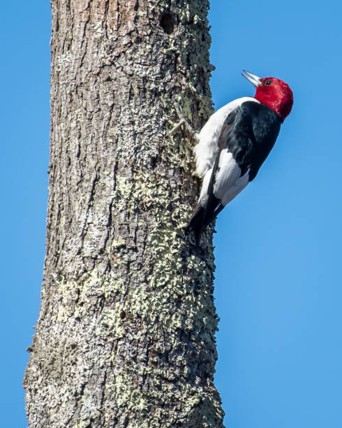 istock Red Headed Woodpecker in Huntley Meadows park in Virginia 1208356502