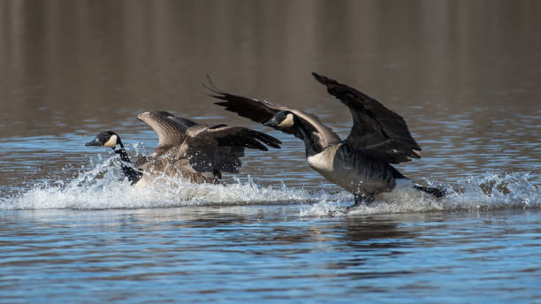 istock Canadian Geese at Huntley Meadows 1208356506