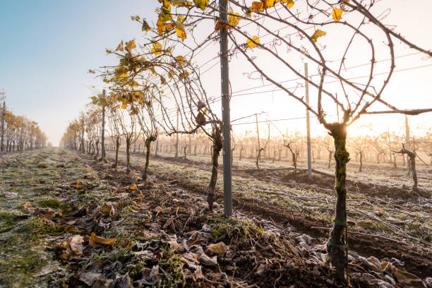 vignes dans un paysage de vigne un matin froid d’automne - roots country photos et images de collection