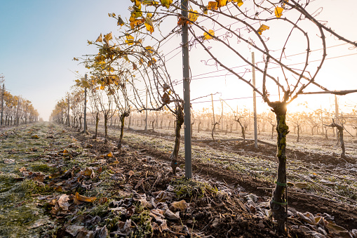 Sunrise at a vineyard in Sweden on a cold but sunny morning.