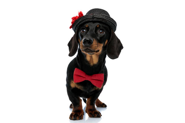 istock Dutiful Teckel puppy wearing bowtie and hat, looking up 1208356715