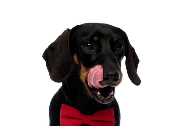 istock Adorable Teckel puppy wearing bowtie and licking its mouth 1208356748