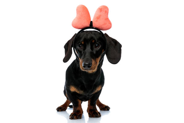 istock Cute Teckel puppy wearing bow headband and looking forward 1208356794