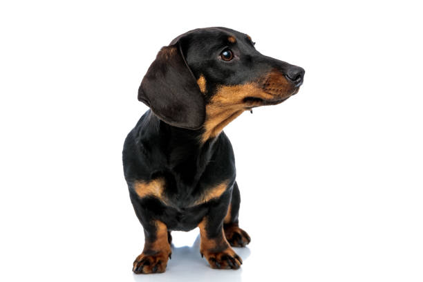 istock Curious Teckel puppy looking away and listening 1208356867