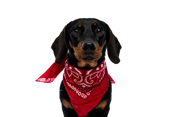 istock Cute Teckel puppy looking forward and wearing red bandana 1208357022