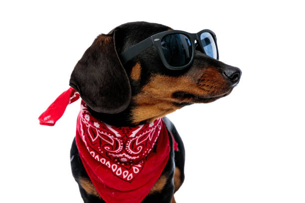 istock Eager Teckel puppy looking to the side while wearing sunglasses 1208357091