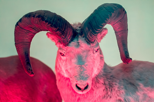Mystical beast. Pan devil creature. Dall sheep (Ovis dalli) over red light. Thinhorn sheep looking mythological with large devil-like curved horns. Myth and mythology monster.