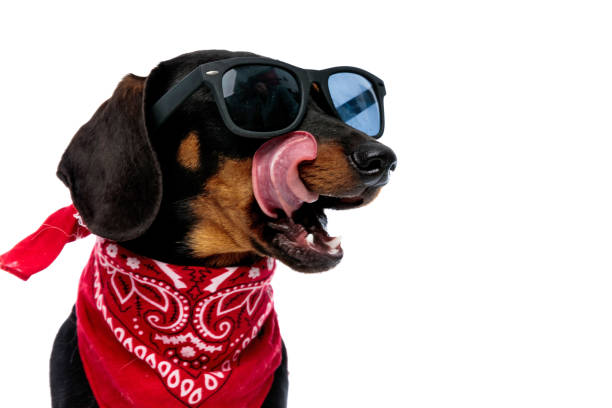 istock Cool Teckel puppy looking away and licking its mouth 1208357668