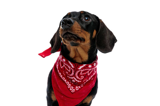 istock Eager Teckel puppy curiously looking up and wearing red bandana 1208357740