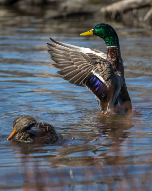 istock Mallard Duck in Huntley Meadows park in Virginia 1208357742