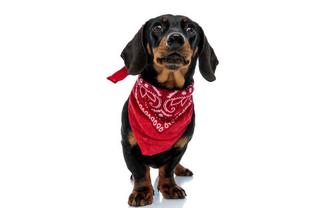 istock Dutiful Teckel puppy looking forward and wearing red bandana 1208357763