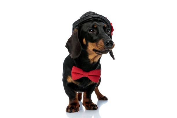 istock Curious Teckel puppy wearing bowtie and hat 1208357787