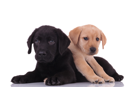 group of two labradors retrievers looking to side and laying down on top on white background