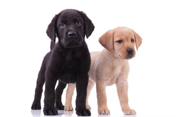 istock team of two labradors retrievers on white background 1208357960