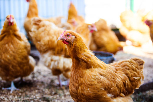 istock chicken and rooster on a farm 1208357996
