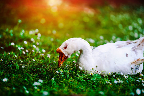 istock white goose portrait in nature. 1208358007