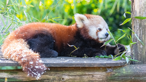 Red panda, Ailurus fulgens, portrait of a cute animal