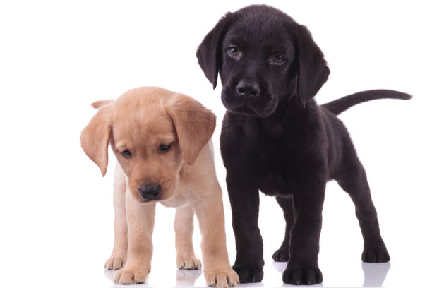 istock group of two labrador retrievers on white background 1208358078