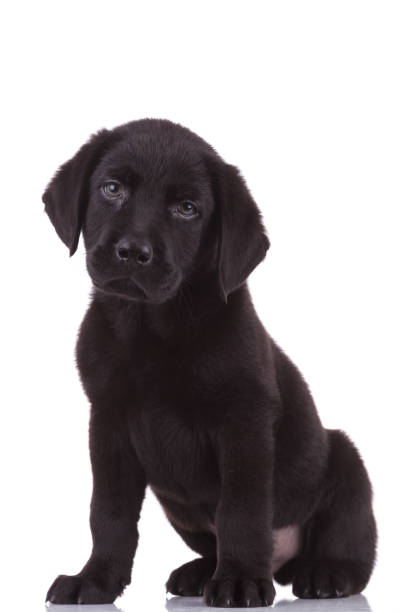 istock adorable labrador retriever on white background 1208358379