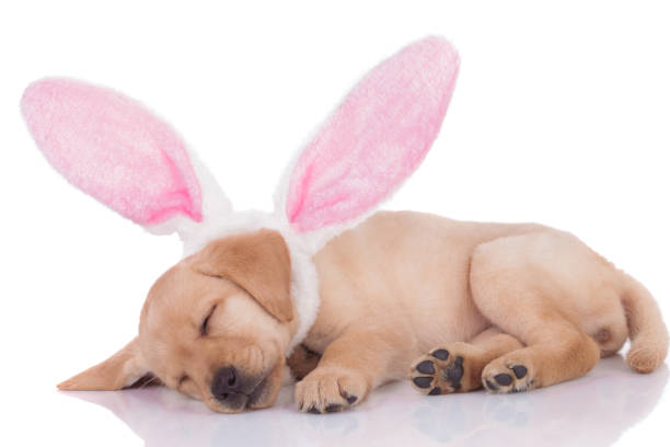 istock cute labrador retriever wearing bunny ears on white background 1208358402
