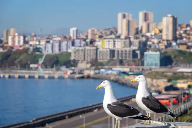 Seagulls in Valparaiso, harbor and buildings in the background, Chile