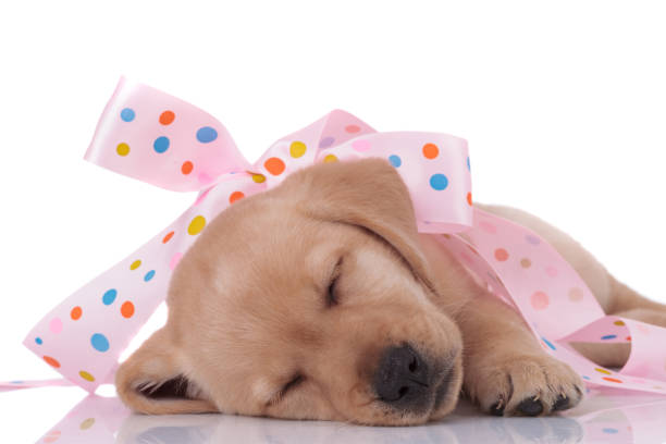 istock adorable labrador retriever sleeping on white background 1208358446