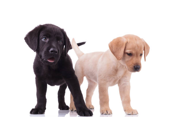 istock two cute labradors retrievers on white background 1208358605