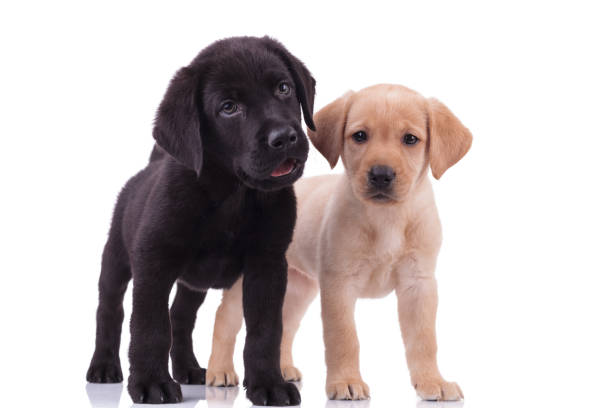 istock group of two labradors retrievers on white background 1208358627