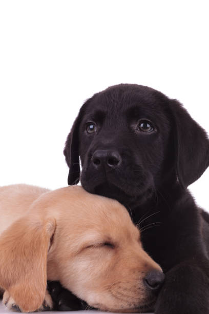 istock group of labradors retrievers on white background 1208358650