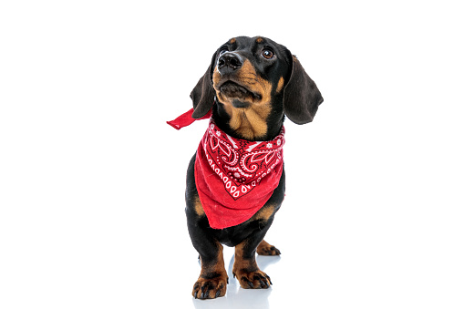 Curious Teckel puppy looking up and wearing red bandana while standing on white studio background