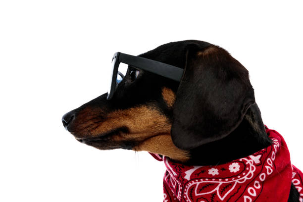 istock Side view of a pensive Teckel puppy looking forward 1208358909