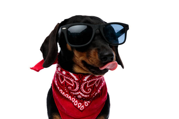 istock Cool Teckel puppy licking its nose while wearing red bandana 1208358945