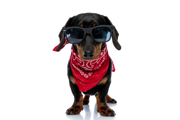 istock Cool Teckel puppy wearing red bandana and sunglasses 1208358964