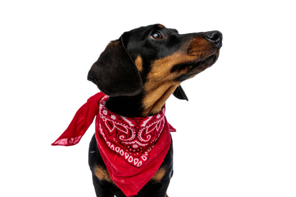 istock Curious Teckel puppy looking away and wearing red bandana 1208358977