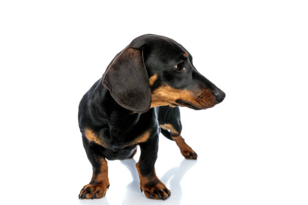 istock Upset Teckel puppy looking to the side 1208359098