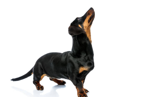 istock Side view of a curiousTeckel puppy looking up 1208359121