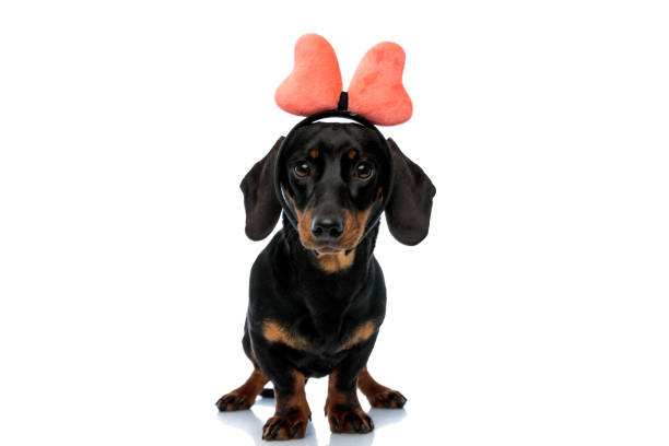 istock Adorable Teckel puppy wearing bow headband 1208359150