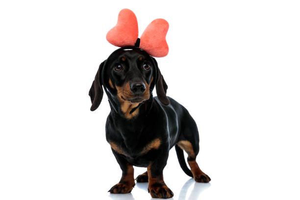 istock Curious Teckel puppy wearing bow headband and looking up 1208359186