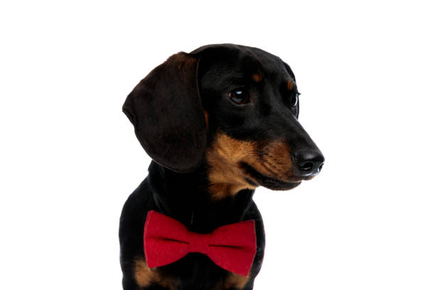 istock Focused Teckel puppy wearing bowtie and looking away 1208359270