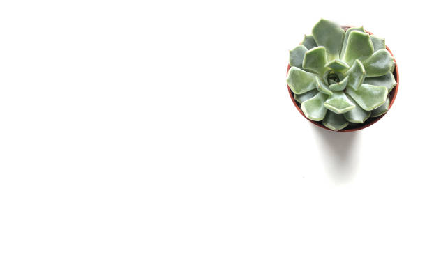 istock Hen and Chicks plant isolated on white background 1208360411