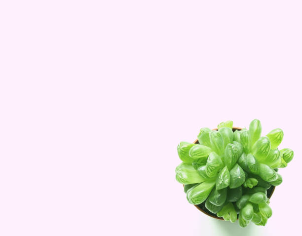 istock Hen and Chicks plant isolated on white background 1208360492