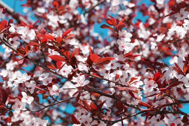 istock apricot tree with buds and flowers, spring. floral background