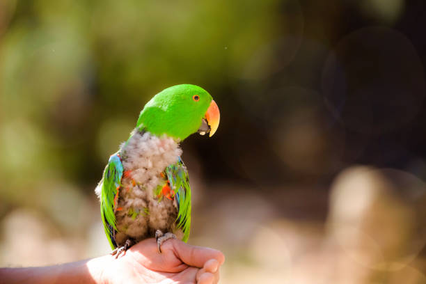 istock cute green parakeet on a man's hand 1208361232