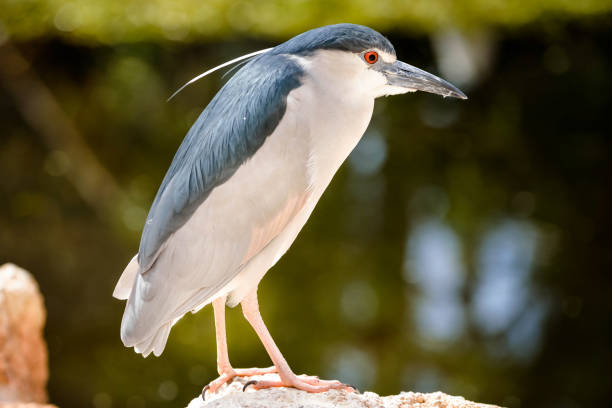Common night heron, Nycticorax nycticorax caught in the light from a flashlight hunting on low water. The picture is taken in the Kinabatangan Wildlife Park in the north eastern part of Borneo