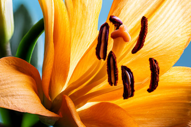 istock Closeup of Beautiful Orange Lily 1208363125