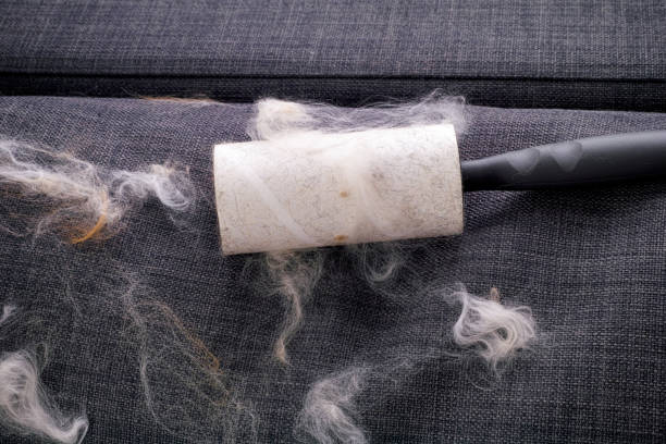 istock Lint roller with animal fur and fluff on gray couch indoors 1208364609