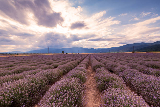 istock Lavender fields. Beautiful image of lavender field. 1208364833