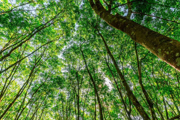 istock Plantation tree rubber or latex tree rubber in southern Thailand 1208367441