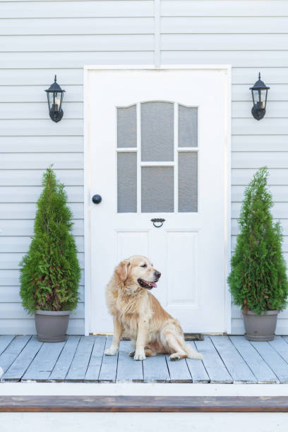 Golden retriever guarding the porch